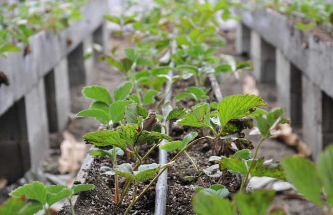 草莓种子繁殖法