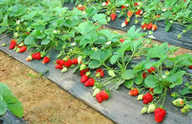 草莓分株繁殖法