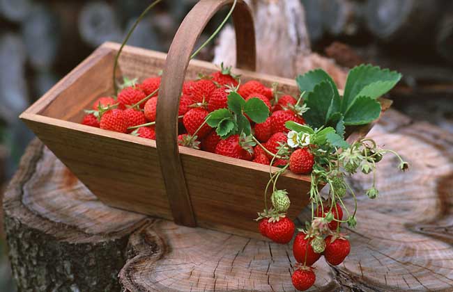 草莓的产地分布