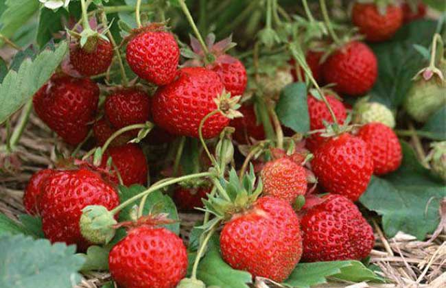 草莓种植技术视频