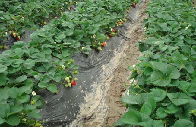 草莓种植技术视频