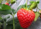 孕妇能吃草莓吗？