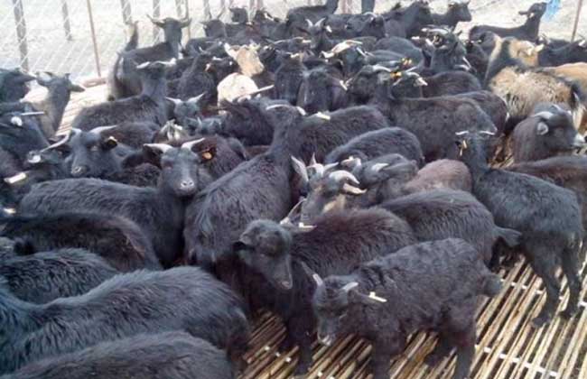 农户选择黑山羊种羊标准及饲养方法