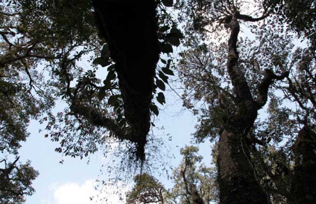 世界上最大的杜鹃花树