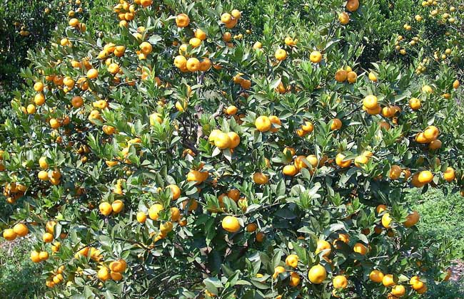 柑橘的种植技术