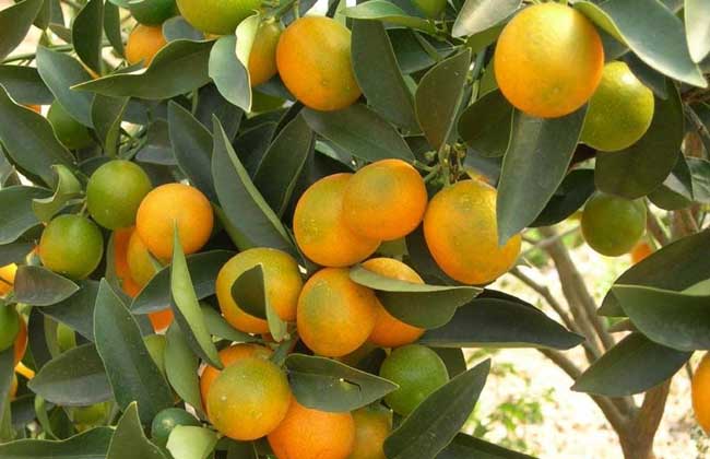 柑橘的病害防治