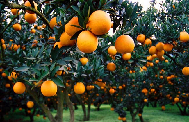 柑橘的虫害防治