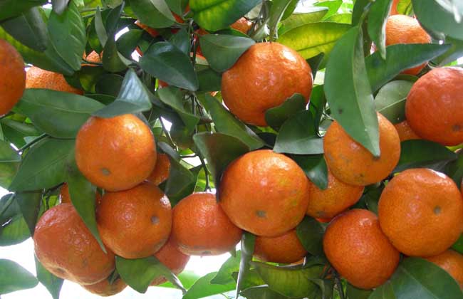 柑橘的产地分布
