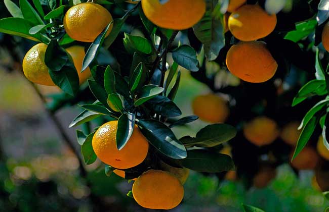 柑橘的存储方法