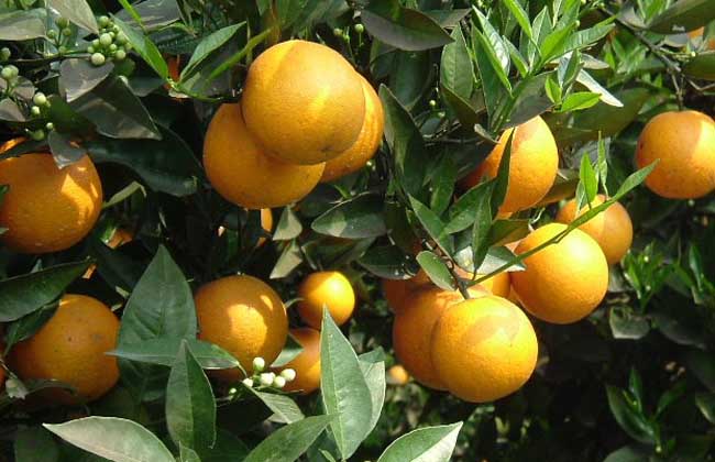 柑橘的种植条件