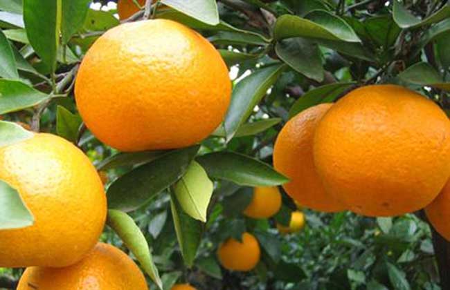 柑橘种植技术视频