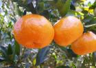 柑橘的产地分布