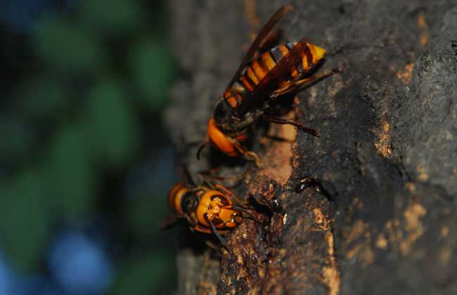 胡蜂的寿命有多长