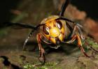 胡蜂的寿命有多长？