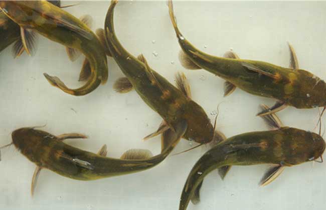 黄颡鱼的网箱养殖方法