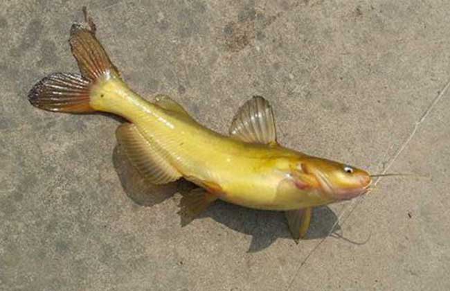 黄颡鱼的饲料配方和投喂方法