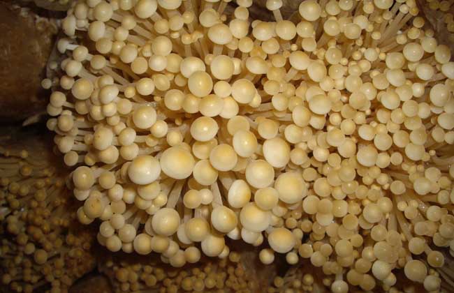 金针菇种植技术视频