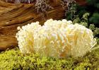 金针菇的品种有哪些？