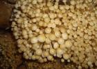 金针菇种植技术视频