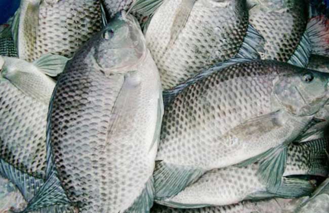 罗非鱼的养殖技术