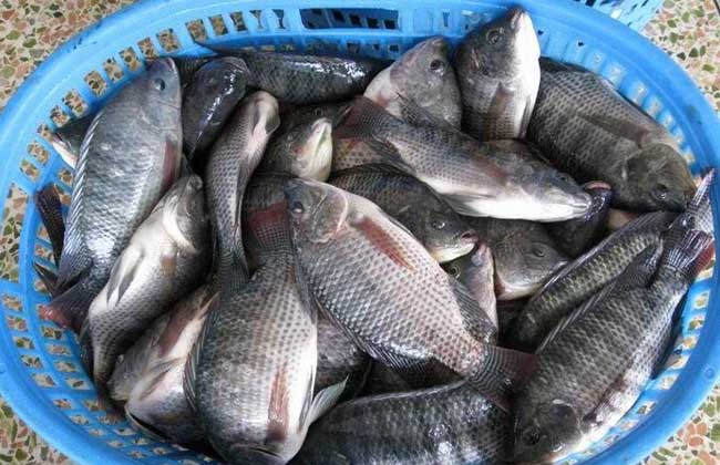 罗非鱼养殖技术