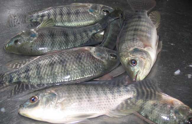 如何降低罗非鱼养殖成本