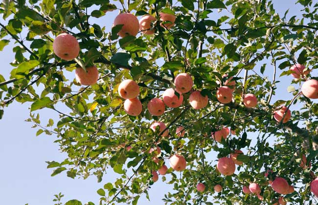 苹果树的寿命有多长