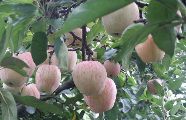 苹果树种植技术