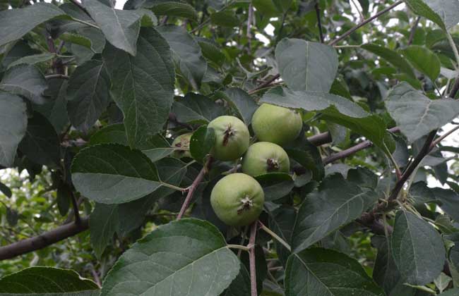 苹果的种植条件
