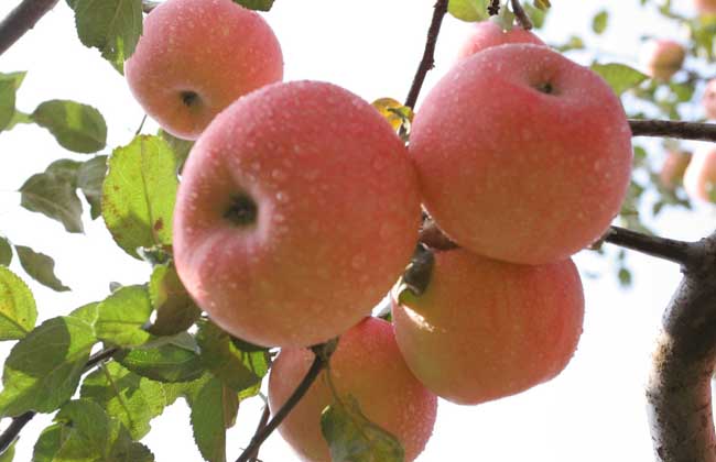 苹果树栽培技术视频