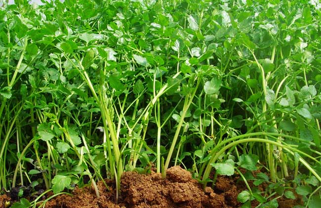 芹菜的种植条件
