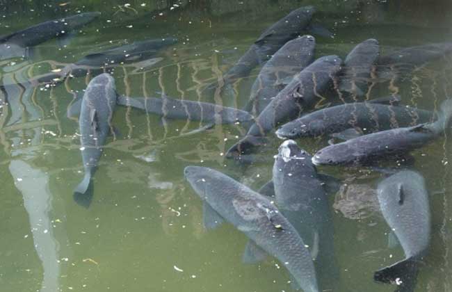 池塘主养青鱼技术
