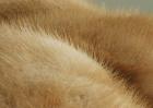 水貂皮的鉴别和保养方法