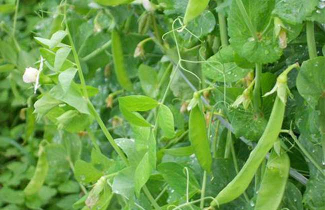 豌豆病虫害防治技术