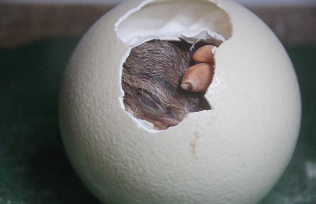 鸵鸟蛋孵化技术