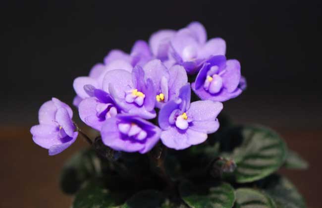 非洲紫罗兰的花语和故事