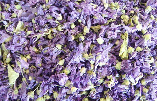 紫罗兰花茶的功效与作用