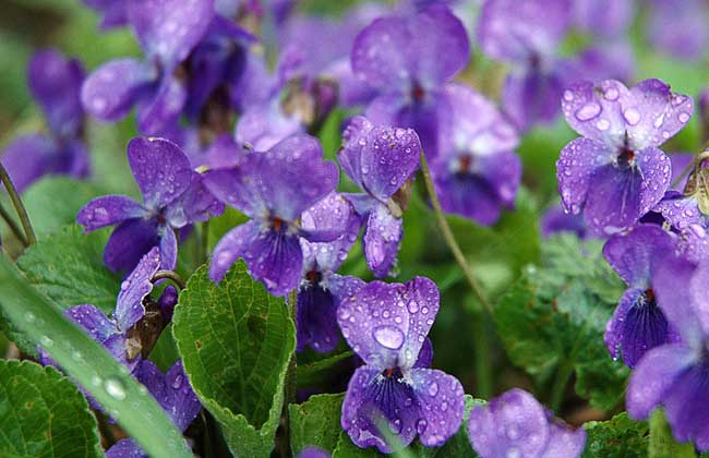 紫罗兰的养殖方法