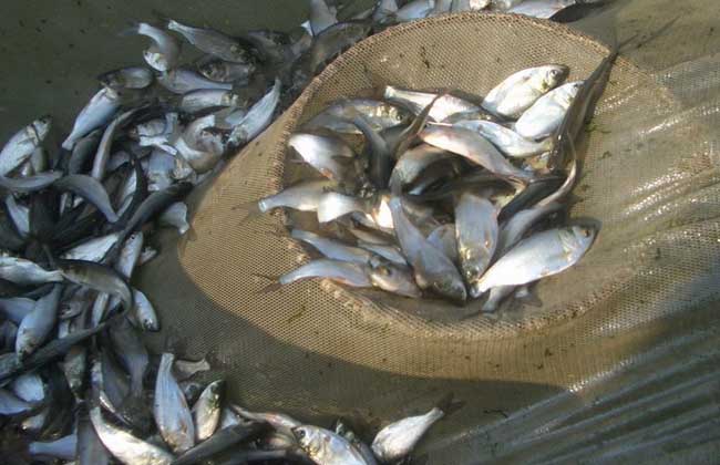 鲢鱼疾病防治技术