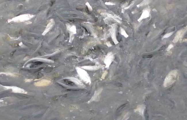 鲢鱼养殖技术视频