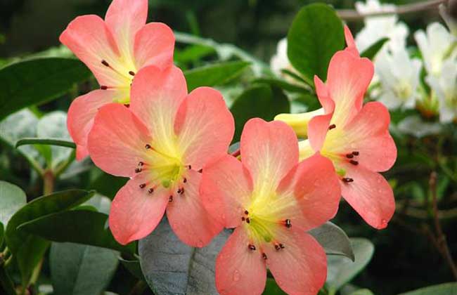 秋海棠品种图片