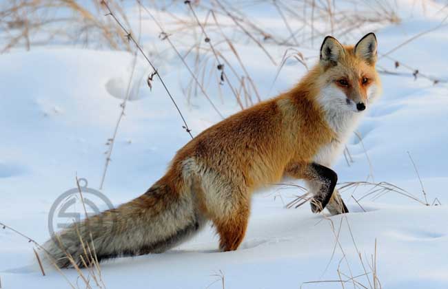 狐狸吃什么食物