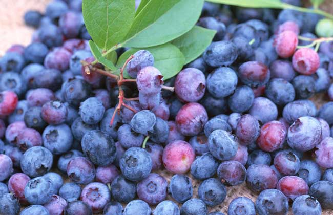 蓝莓的营养价值