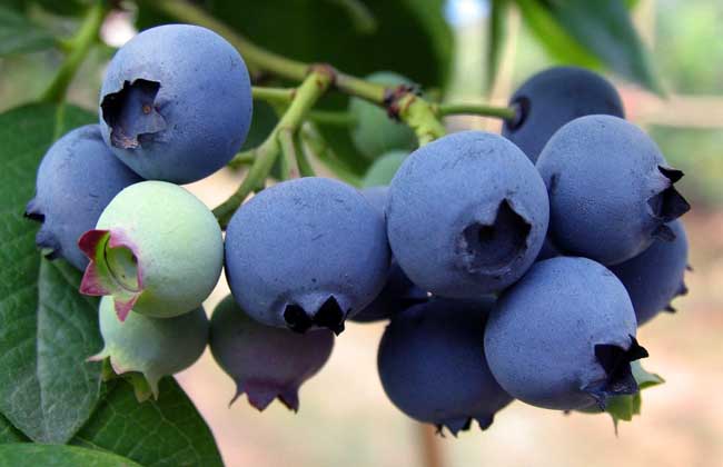 蓝莓扦插繁殖方法