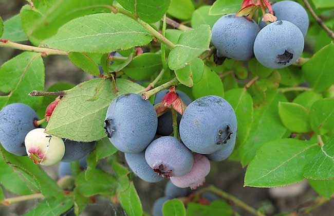 蓝莓种植技术视频
