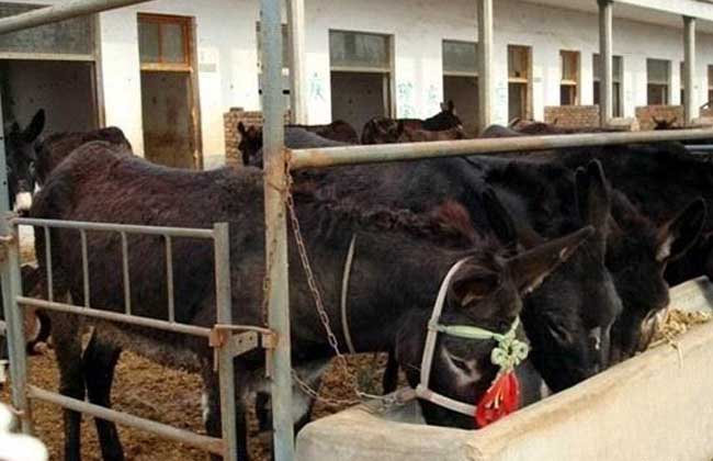 肉驴养殖场建设方法