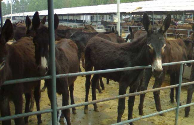 肉驴养殖场建设方法