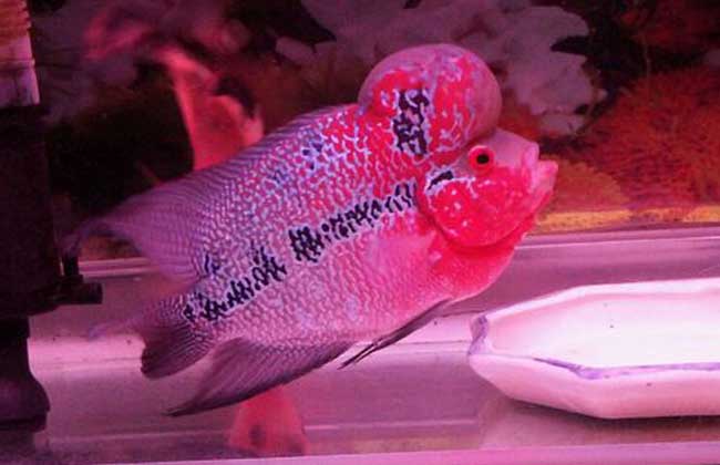 红马罗汉鱼图片