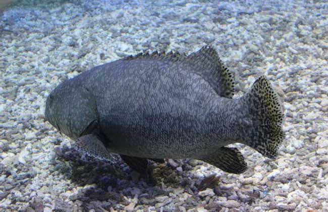 巨型石斑鱼图片