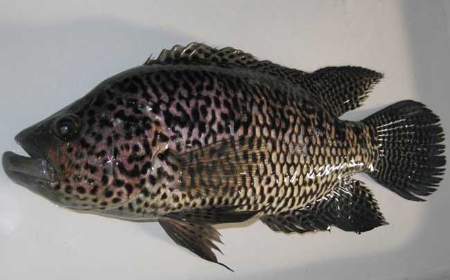 美洲黑石斑鱼图片